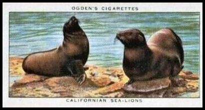 39 Californian Sea lions